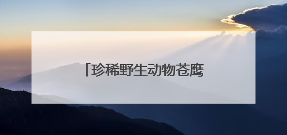 珍稀野生动物苍鹰首次现身三峡坝区