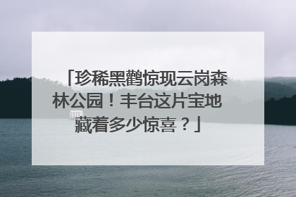 珍稀黑鹳惊现云岗森林公园！丰台这片宝地藏着多少惊喜？