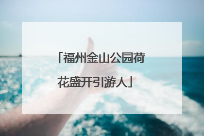 福州金山公园荷花盛开引游人