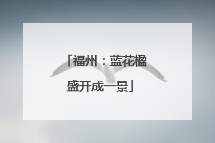 福州：蓝花楹盛开成一景