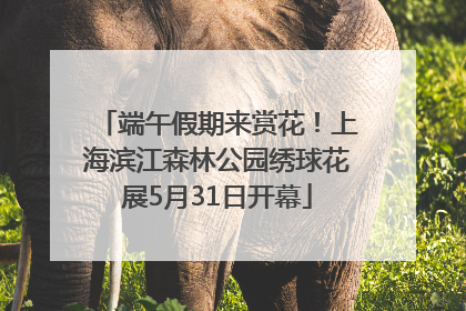 端午假期来赏花！上海滨江森林公园绣球花展5月31日开幕