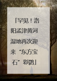 罕见！洛阳孟津黄河湿地再次迎来“东方宝石”彩鹮