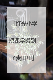 红光小学把课堂搬到了麦田里
