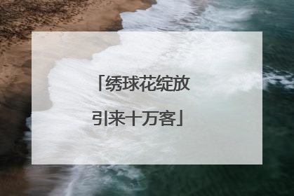 绣球花绽放 引来十万客