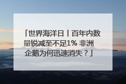 世界海洋日丨百年内数量锐减至不足1% 非洲企鹅为何迅速消失？
