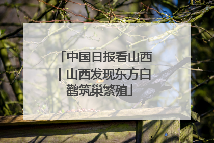 中国日报看山西｜山西发现东方白鹳筑巢繁殖