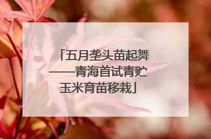 五月垄头苗起舞——青海首试青贮玉米育苗移栽