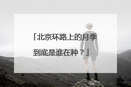 北京环路上的月季到底是谁在种？
