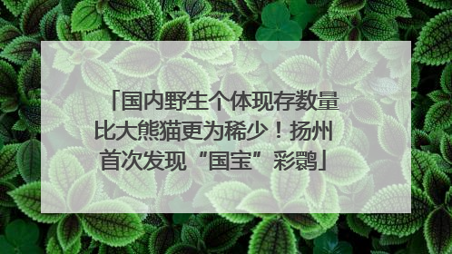 国内野生个体现存数量比大熊猫更为稀少！扬州首次发现“国宝”彩鹮