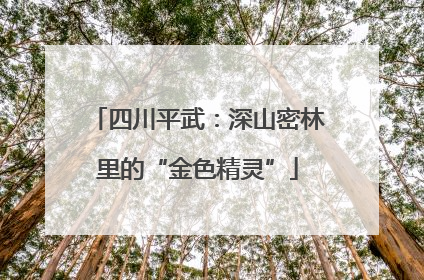 四川平武：深山密林里的“金色精灵”