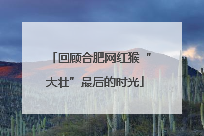 回顾合肥网红猴“大壮”最后的时光