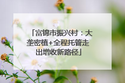 富锦市振兴村：大垄密植+全程托管走出增收新路径