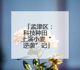孟津区：科技种田 上演小麦“逆袭”记