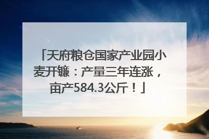 天府粮仓国家产业园小麦开镰：产量三年连涨，亩产584.3公斤！