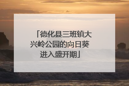 德化县三班镇大兴岭公园的向日葵进入盛开期