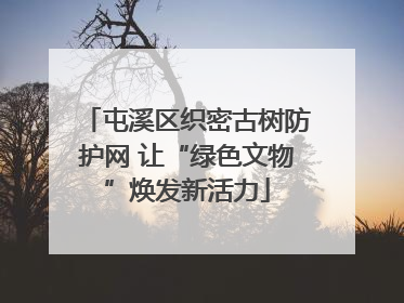 屯溪区织密古树防护网 让“绿色文物”焕发新活力