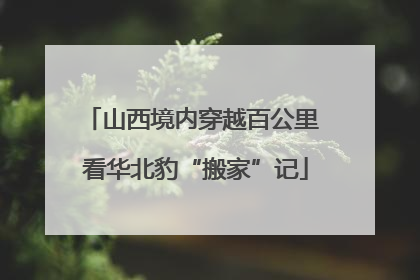 山西境内穿越百公里 看华北豹“搬家”记