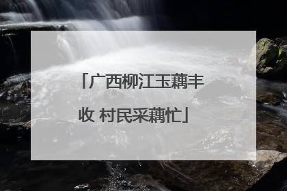 广西柳江玉藕丰收 村民采藕忙