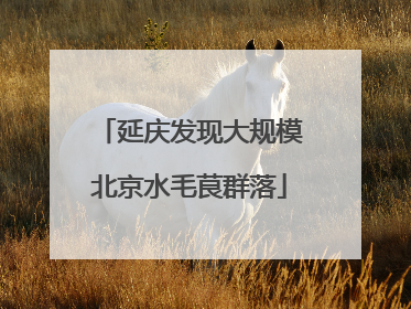 延庆发现大规模北京水毛茛群落