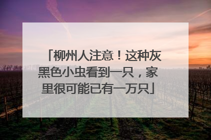 柳州人注意！这种灰黑色小虫看到一只，家里很可能已有一万只