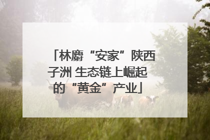 林麝“安家”陕西子洲 生态链上崛起的“黄金”产业