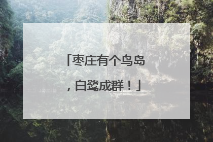 枣庄有个鸟岛，白鹭成群！
