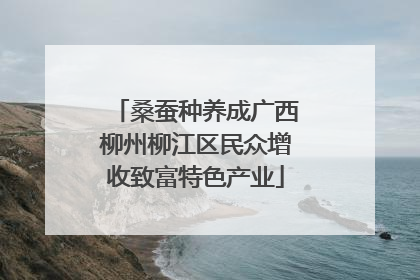 桑蚕种养成广西柳州柳江区民众增收致富特色产业