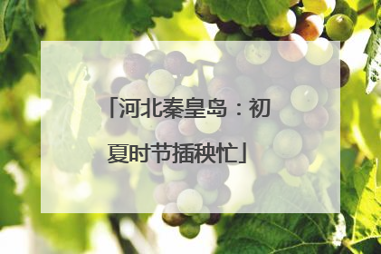 河北秦皇岛：初夏时节插秧忙