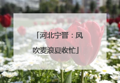 河北宁晋：风吹麦浪夏收忙