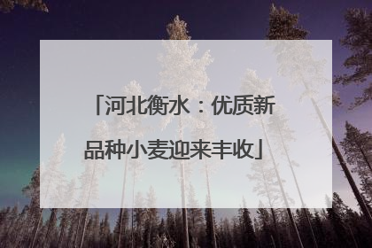 河北衡水：优质新品种小麦迎来丰收