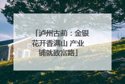 泸州古蔺：金银花开香满山 产业铺就致富路
