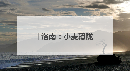 洛南：小麦覆陇黄 丰收好时节
