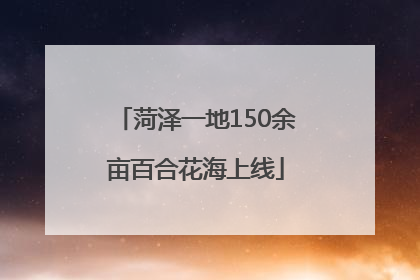 菏泽一地150余亩百合花海上线