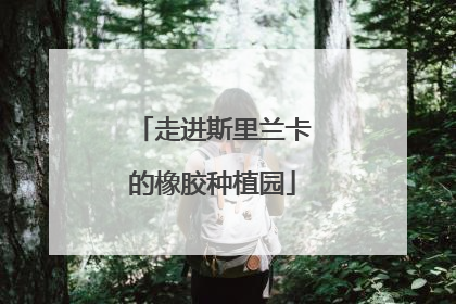 走进斯里兰卡的橡胶种植园