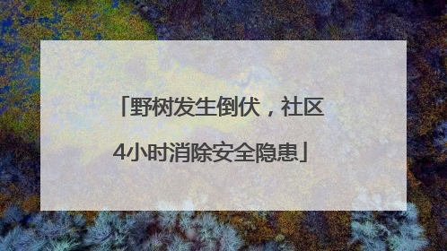 野树发生倒伏，社区4小时消除安全隐患