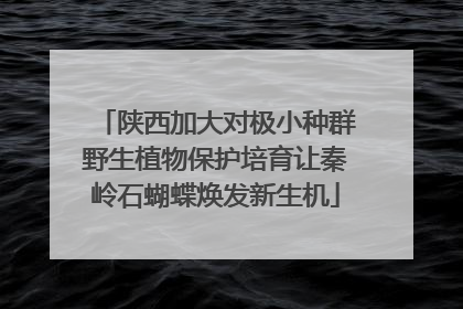 陕西加大对极小种群野生植物保护培育让秦岭石蝴蝶焕发新生机
