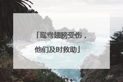 鸳鸯翅膀受伤，他们及时救助