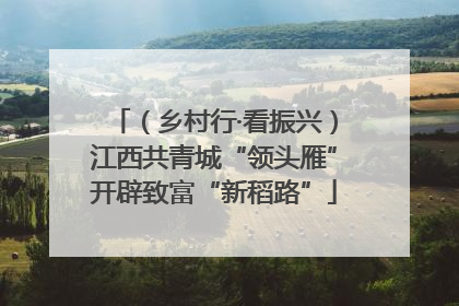 （乡村行·看振兴）江西共青城“领头雁”开辟致富“新稻路”