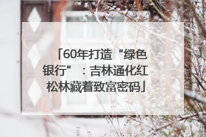 60年打造“绿色银行”：吉林通化红松林藏着致富密码